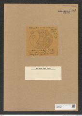 Diatomeae indet. Zeichnungen Sammlung Grunow Nr. 7963 (NHMW-BOT-W0377249)